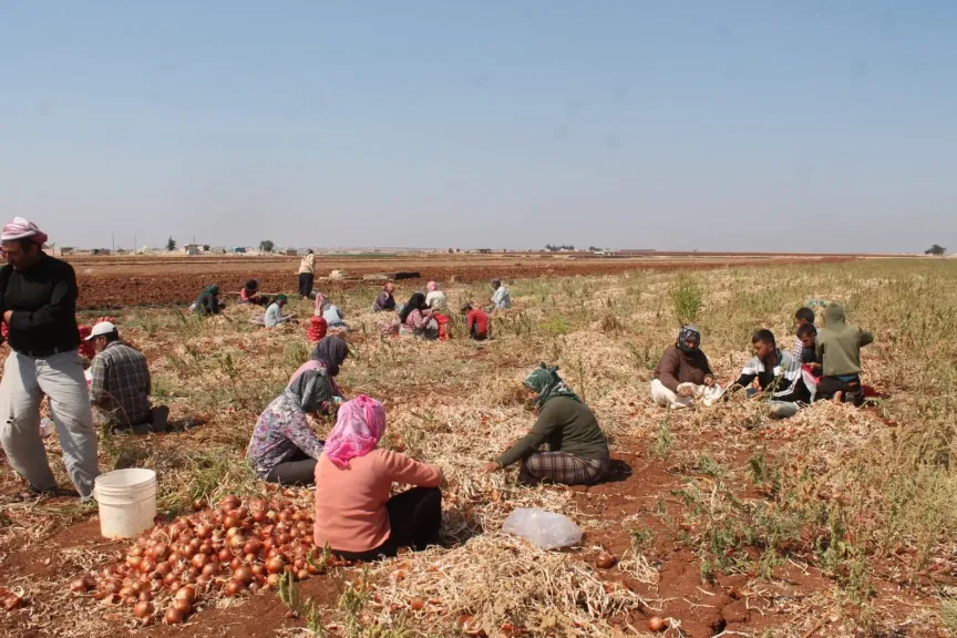 350 صنفًا جديدًا من المحاصيل الحقلية لتعزيز الأمن الغذائي.. تعرف عليها