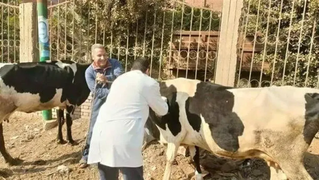 الزراعة تُعلن انطلاق الحملة الطارئة لمكافحة مرض الحمى القلاعية