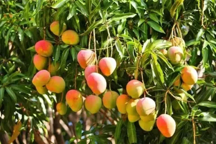 انخفاض أسعار المانجو المصرية وسط تقلبات في الطلب العالمي