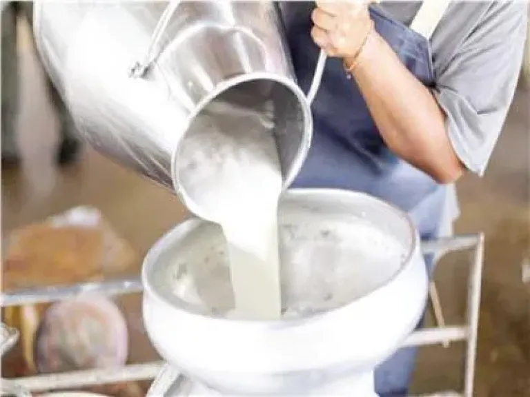رحلة اللبن من السيولة إلى كنز غذائي