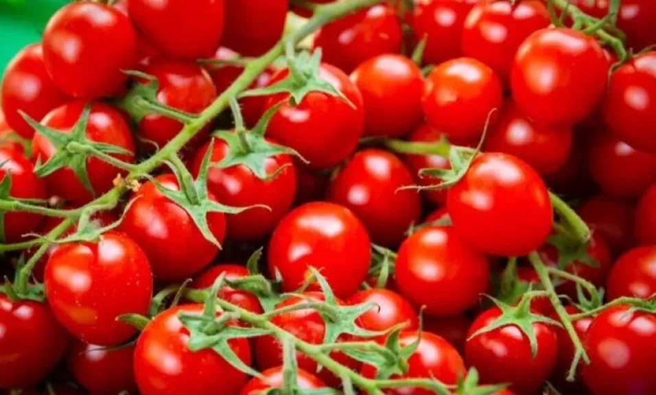 واردات الطماطم الكرزية المغربية تشعل الجدل في فرنسا وأوروبا