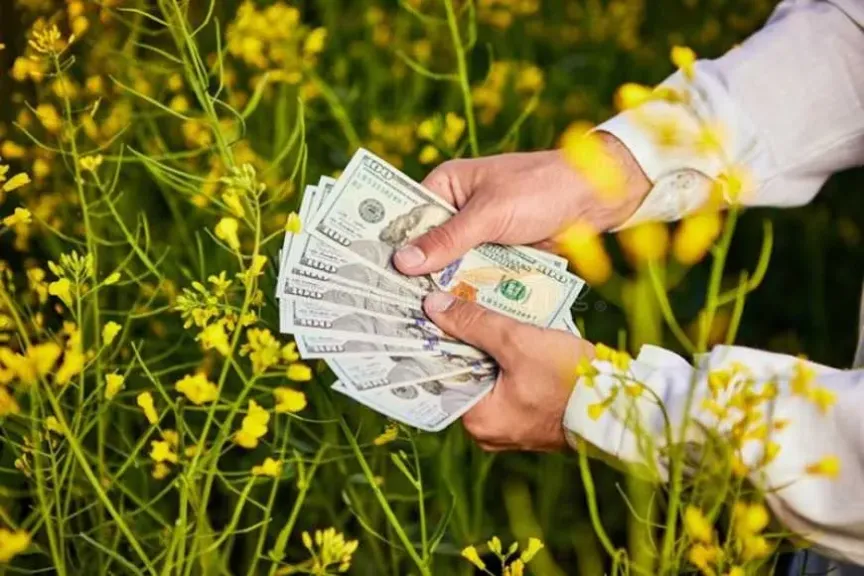 انهيار أسعار زيت الكانولا بعد تعريفة صينية قاسية على الواردات الكندية
