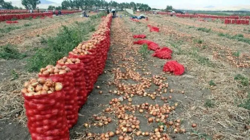 تهريب البصل المصري إلى السعودية رغم وقف الاستيراد يربك الأسواق ويضرب المزارعين