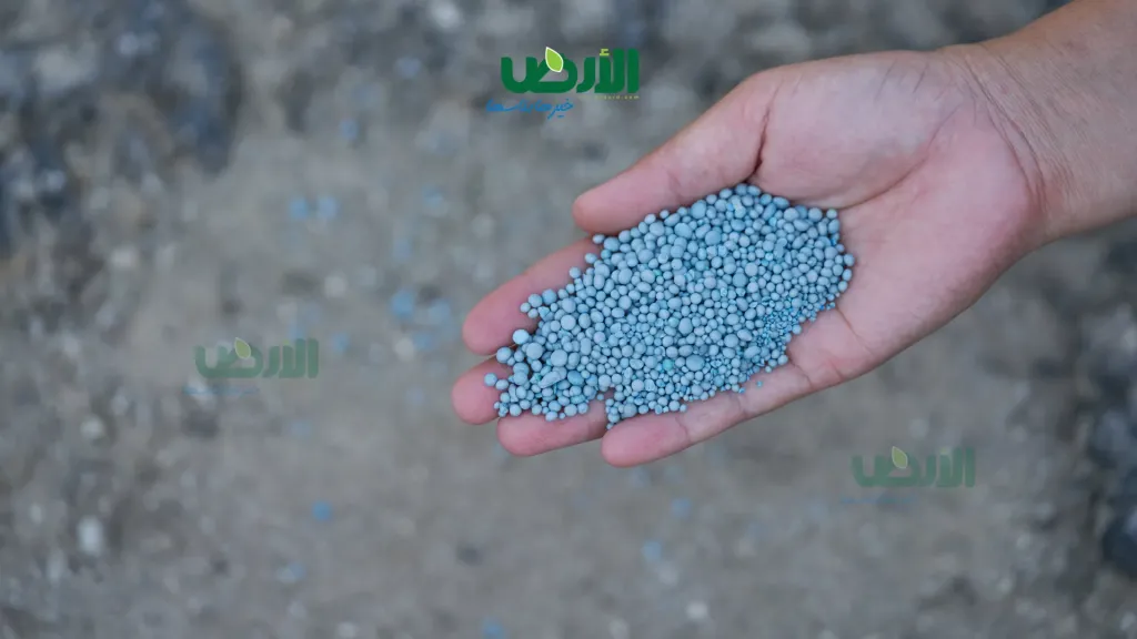 المزارعين بالمحافظات يصرخون بسبب الأسمدة: الجمعيات الزراعية تعجز عن توفيرها
