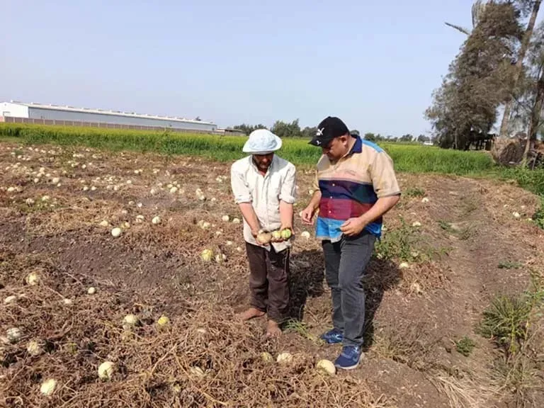 أسباب كارثية وراء تلف محصول اللب بكفر الشيخ