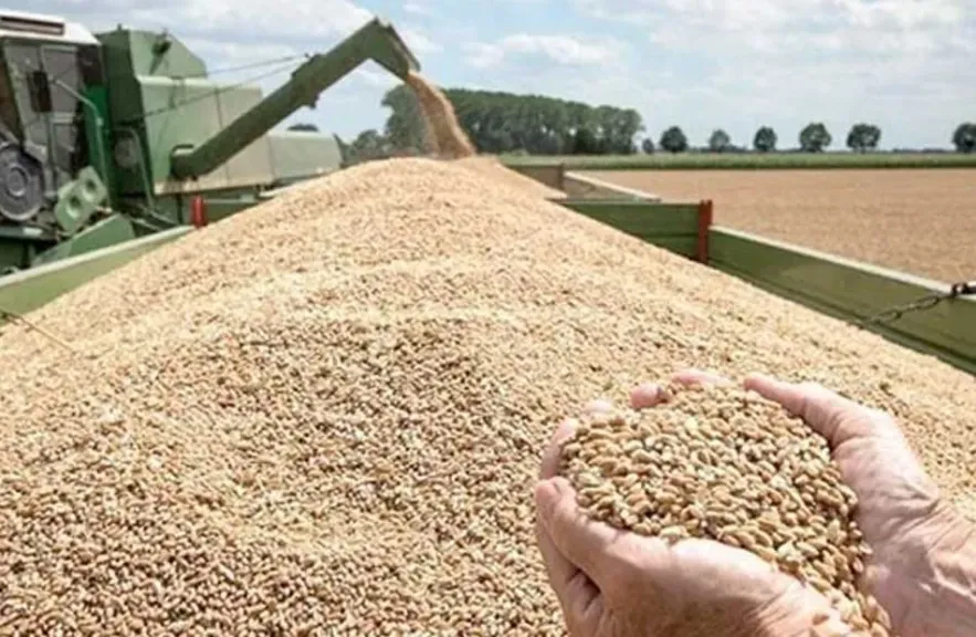 سوهاج تودع موسم توريد القمح بـ186 ألف طن