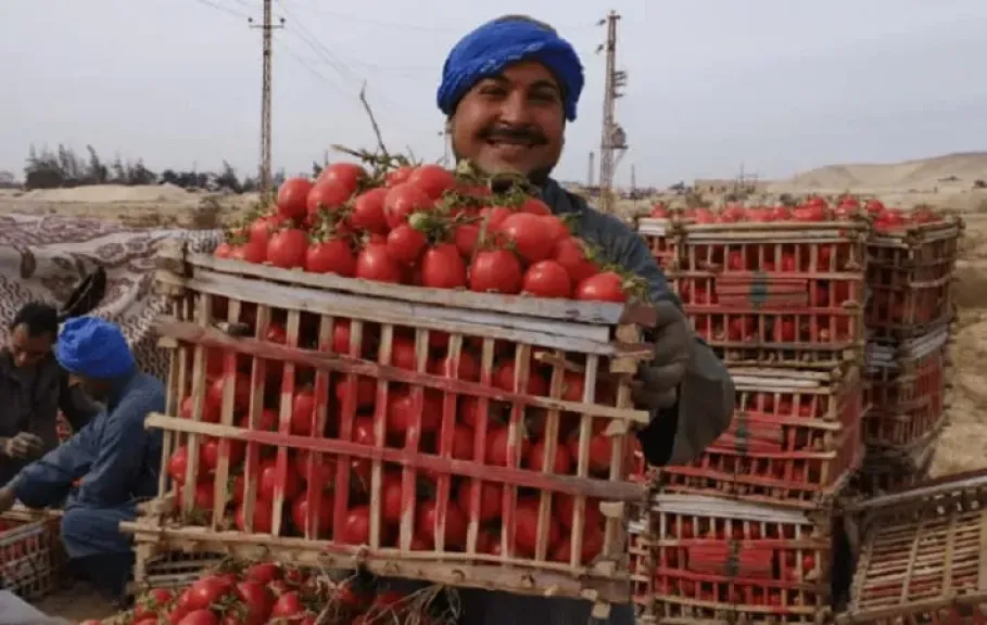 سوق العبور يعلن الطماطم بـ2.5 جنيه 