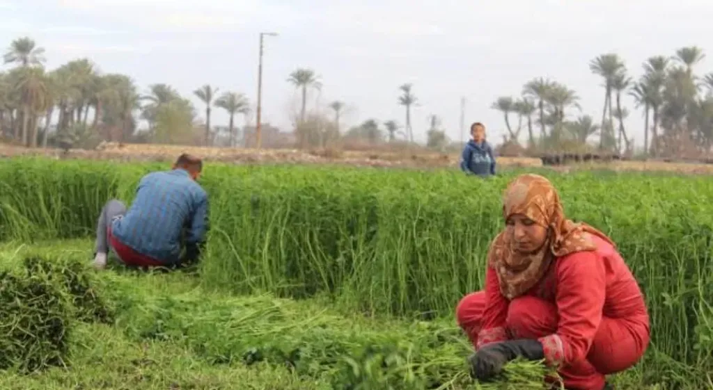 البرسيم الفحل يحل أزمة العلف وخصوبة التربة