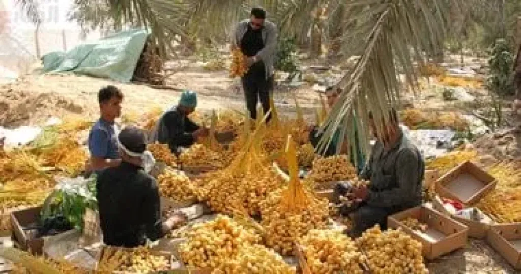 انطلاق موسم حصاد ”تمر البارحي” بشرق العوينات