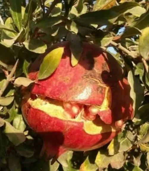 لمزارعي الرمان.. توصيات فنية لضمان جودة الإنتاج ومقاومة الآفات خلال اغسطس
