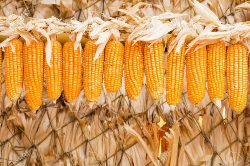 الزراعة تعلن استقلالها عن استيراد معدات الذرة
