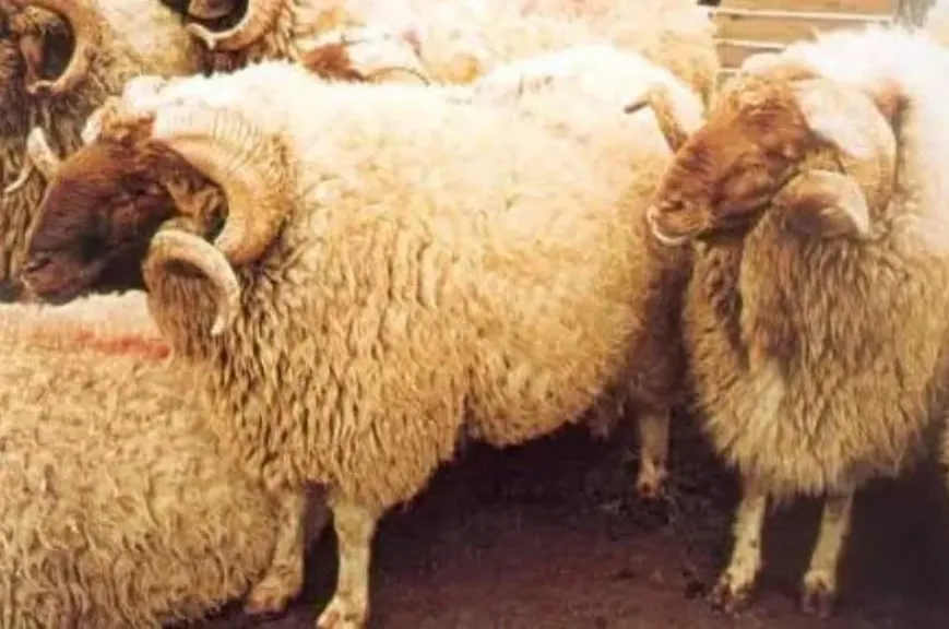 3 مراحل تكشف أسرار حمل النعاج بدقة