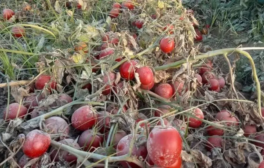 انهيار أسعار الطماطم يهدد المزارعين.. تفاصيل