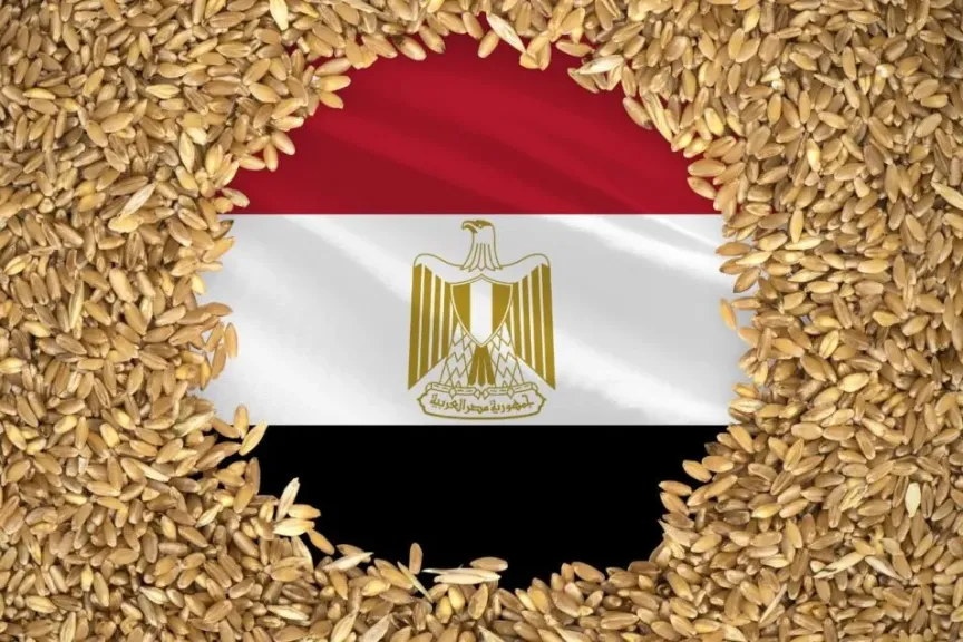 مصر تعزز مشتريات القمح المحلي لضمان الأمن الغذائي