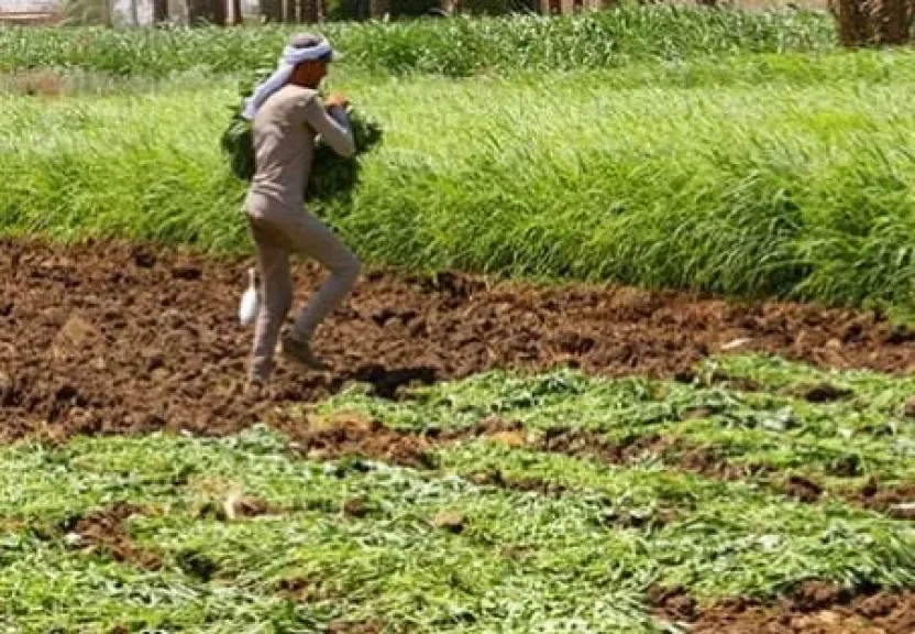 الملوخية.. ”الذهب الأخضر” على موائد المصريين: رحلة من الحقل إلى السوق