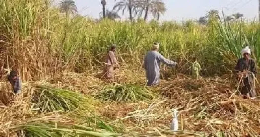 محصول القصب بالأقصر يحتل الصدارة