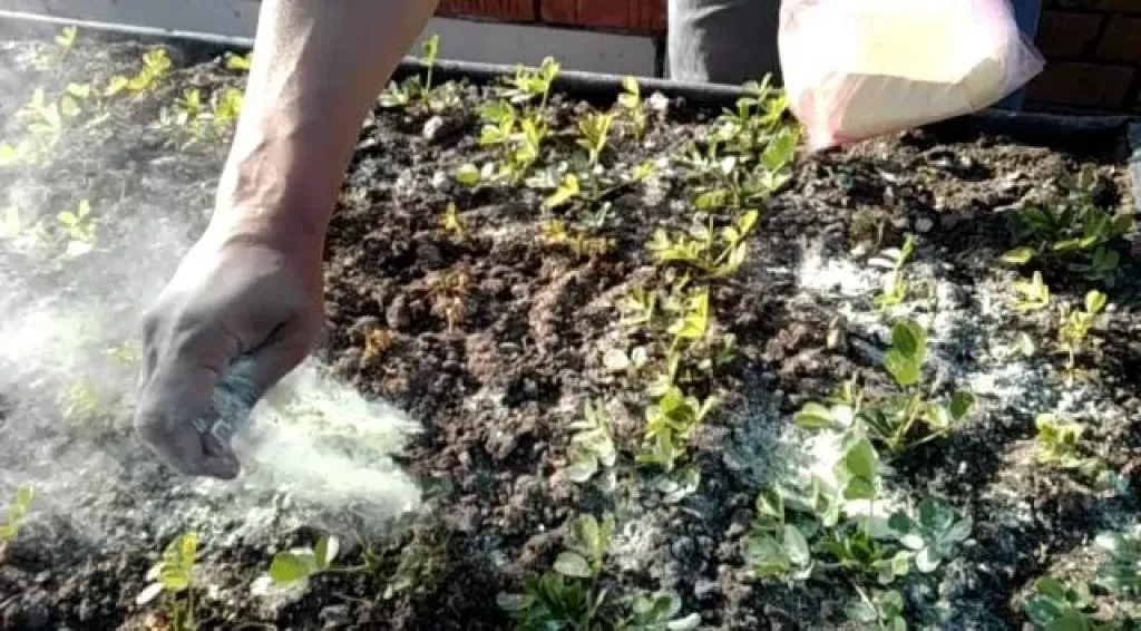 ”الكبريت الزراعي”.. سلاح آمن وفعال في مواجهة الفطريات والآفات