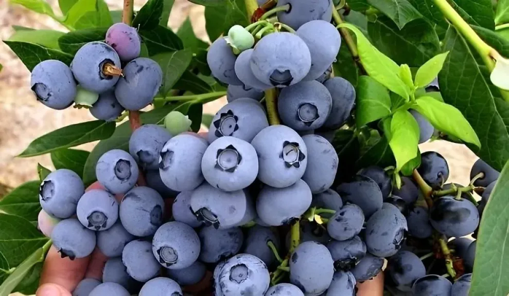 قطاع التوت المغربي يتوسع قبل الندوة الدولية للفواكه الحمراء