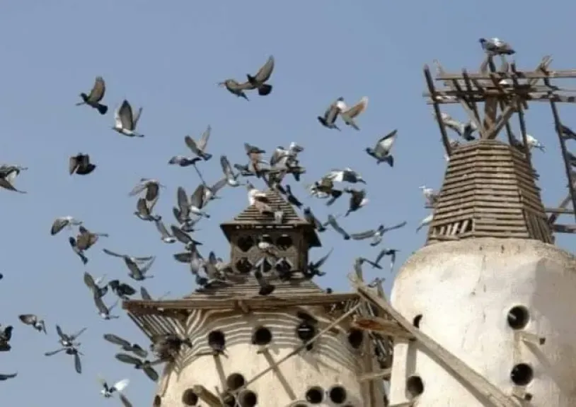 قصة أبراج الحمام في قنا وأسرارها الكاملة