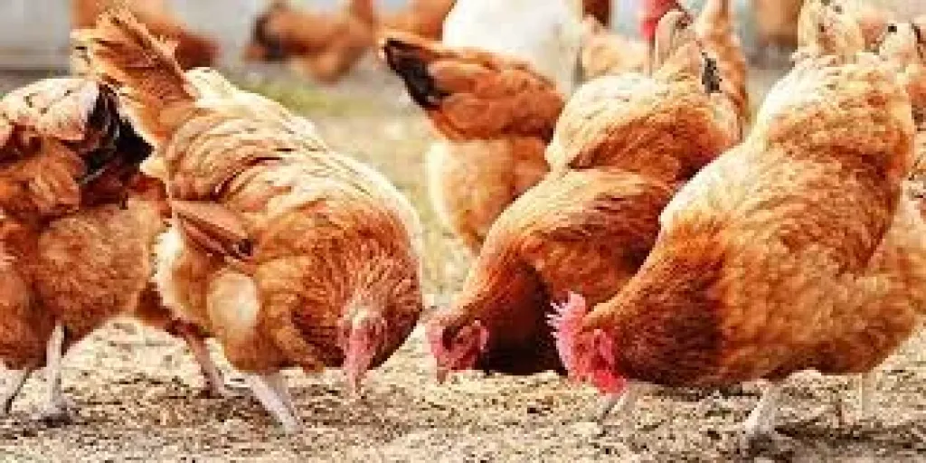 أسعار الدواجن في البورصة والمحلات اليوم الخميس 21 - 8 - 2025