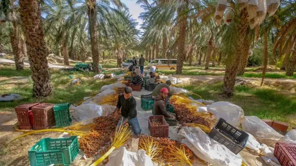 إرشادات زراعية هامة قبل وبعد جني التمور