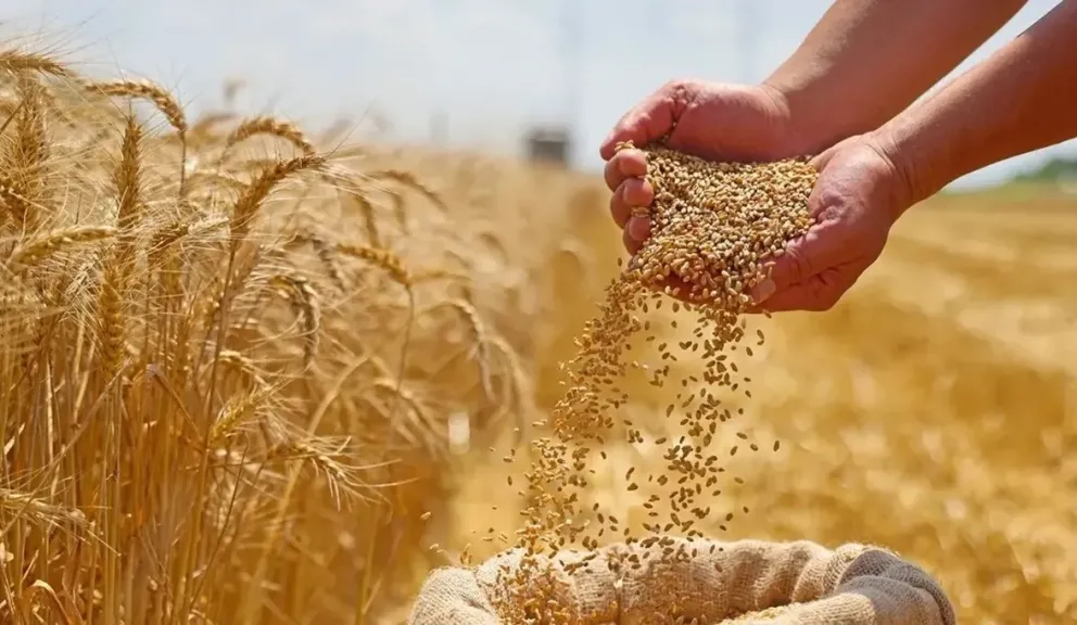 خطة حكومية لزيادة إنتاج القمح وتوسيع الرقعة الزراعية