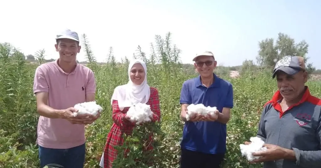 مصر تنجح في زراعة القطن داخل الصحراء