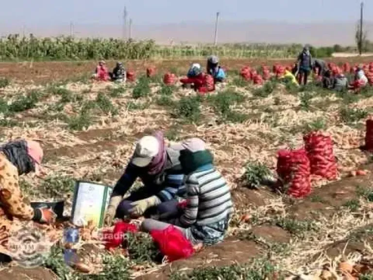 قفزة تاريخية في الصادرات الزراعية المصرية: 6.8 مليون طن خلال عام