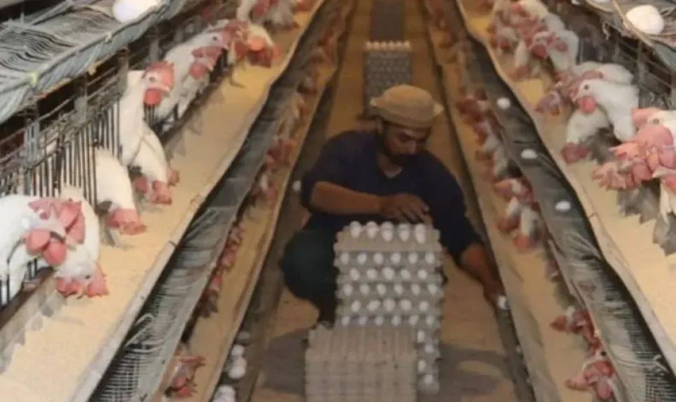 إعادة تشغيل مشروع «30 مليون بيضة» بالخانكة