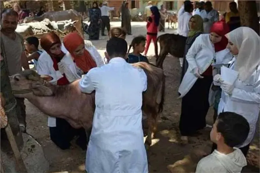 انتشرت في المزارع.. تعرف على طرق الوقاية من الحمى القلاعية