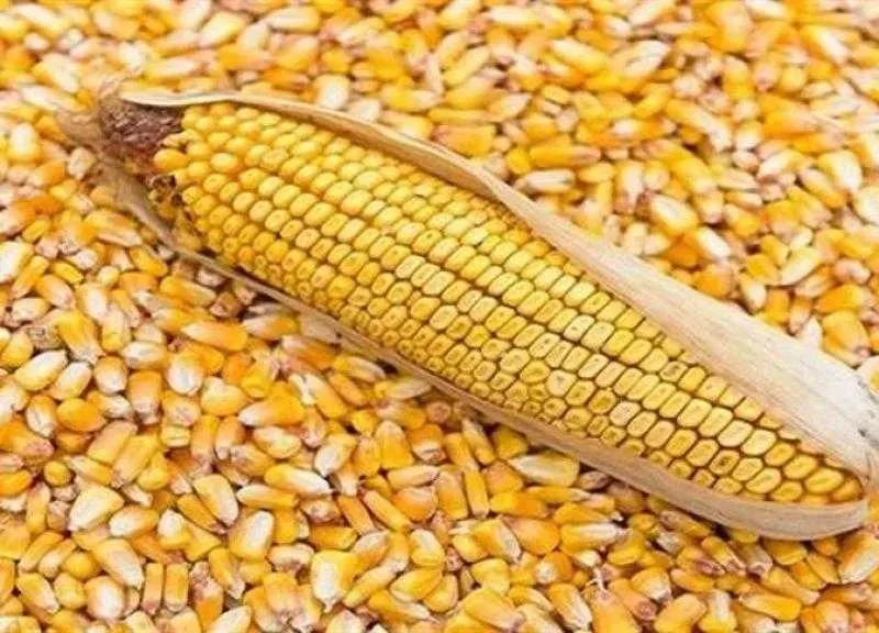 انخفاض أسعار الذرة الصفراء عالميا