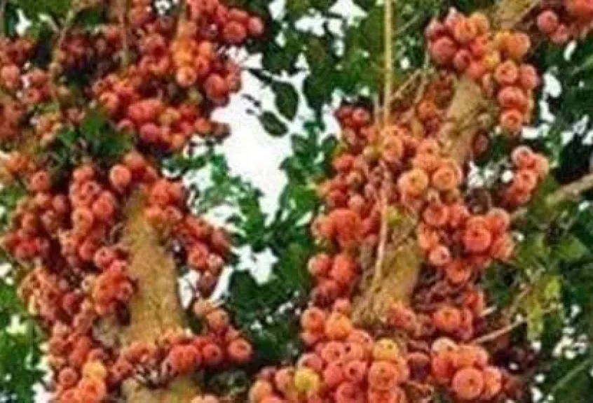 شجرة الجميز.. كنز فرعوني مهدد بالاندثار