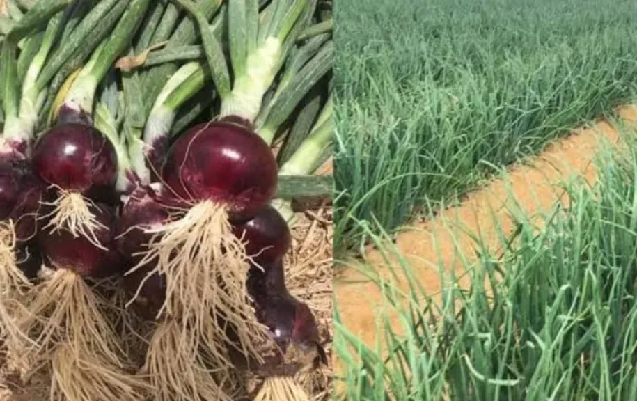 الزراعة تكشف التوقيت الذهبي لموسم الخضر