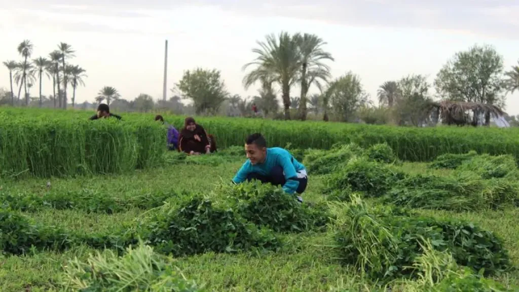 البرسيم الفحل يعيد الحياة للتربة قبل موسم القمح