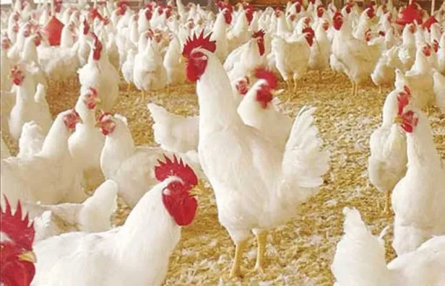 الدولة تدعم الدواجن وتفتح أسواق التصدير