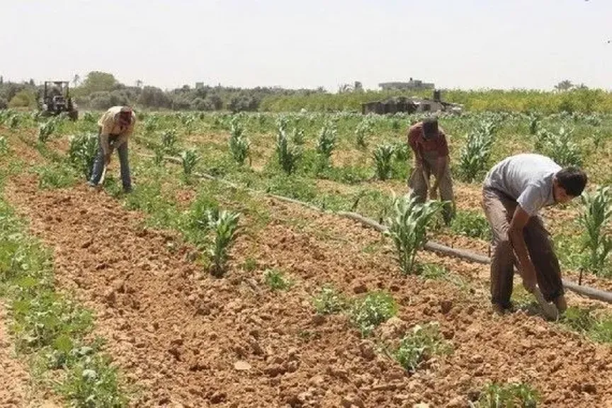 تغير المناخ يهدد العمالة الزراعية: مطالبات بتأمين مرن لحماية مستقبلهم