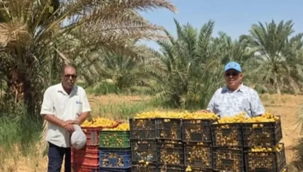 إرشادات جديدة لحماية نخيل الوادي من الآفات