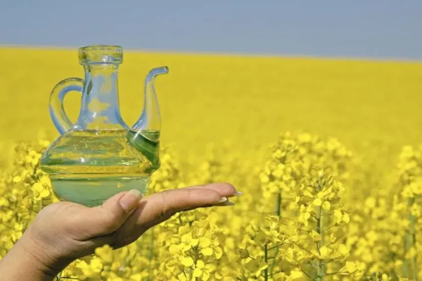 الهند تعود لاستيراد زيت بذور اللفت بعد غياب 5 سنوات