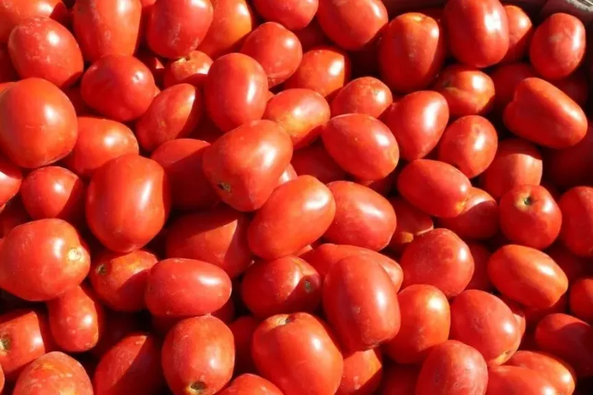 تراجع ربحية طماطم البرقوق المغربية يغير خريطة الصادرات