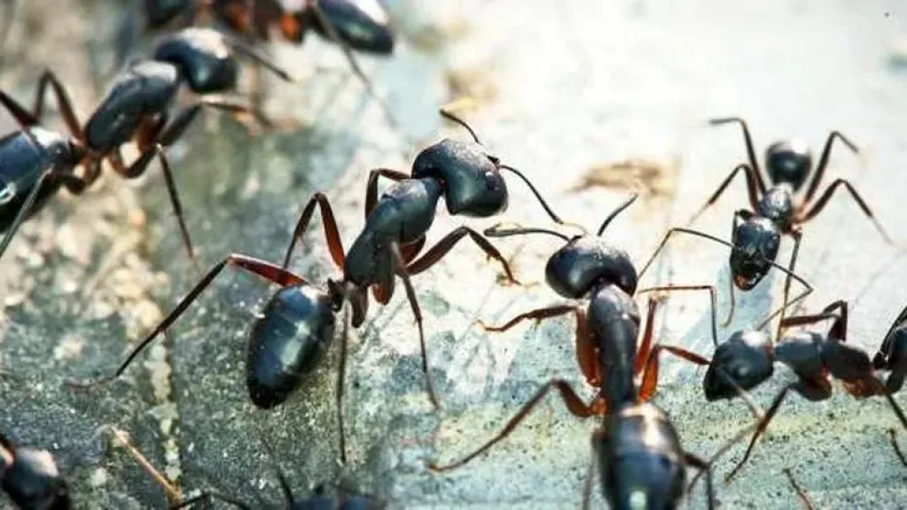 أسباب مرعبة لظهور نمل كبير في المنزل