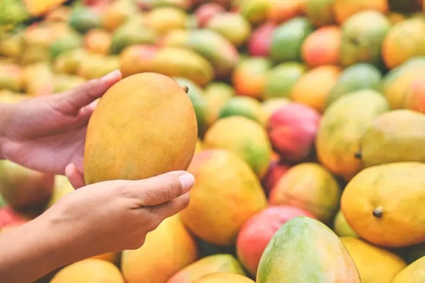المانجو المصرية تسد فجوة العرض في السوق الكندية