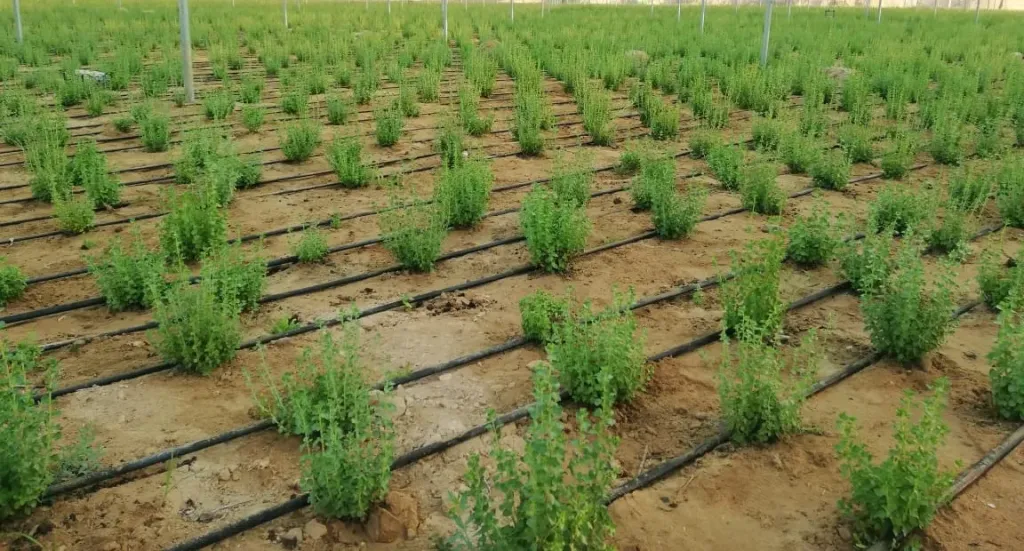 الزعتر يشعل سوق الأعشاب الطبية بأرباح خيالية