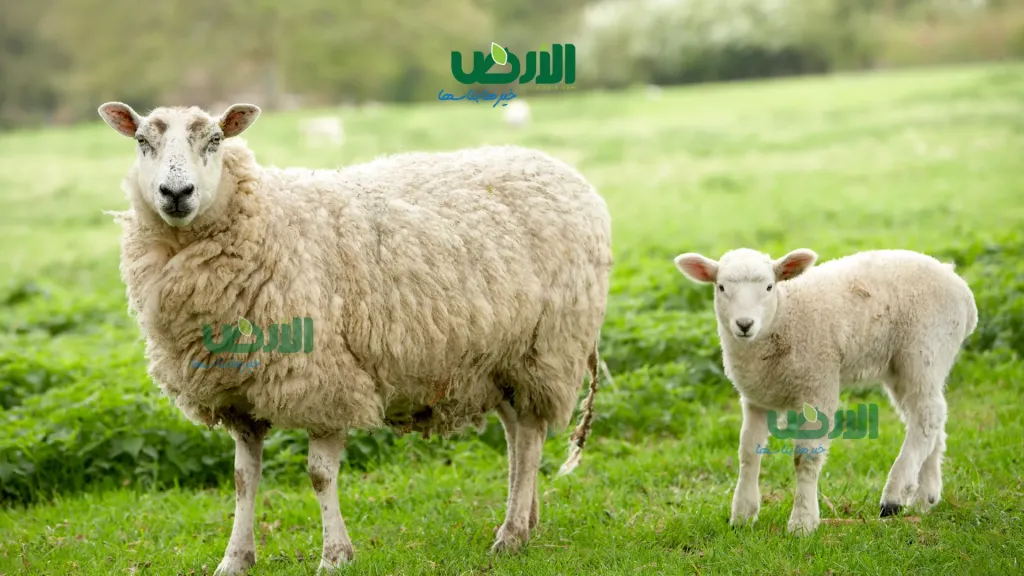 «الزراعة»: توفير الأعلاف لخفض التكاليف وزيادة الإنتاج.. ودعم شامل لصغار المربين