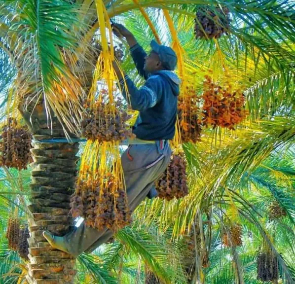 ذبول ثمار النخيل يهدد إنتاج التمور.. تعرف على التفاصيل