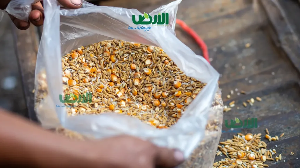 إجراءات حكومية تخفض أسعار الأعلاف وتزيد الإنتاج