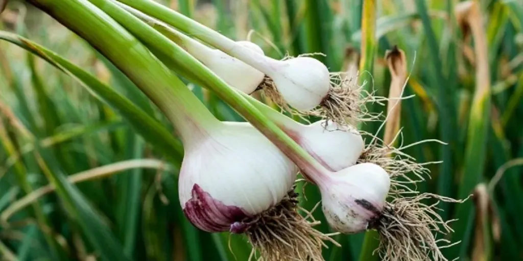 تعرف على أسرار الخريف الزراعية لتحقق أكبر المحاصيل