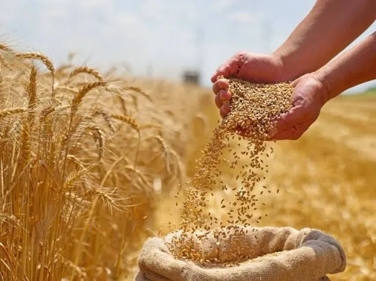 زيادة السعر الاسترشادي للقمح تربك توقعات الخبراء للمحاصيل الشتوية