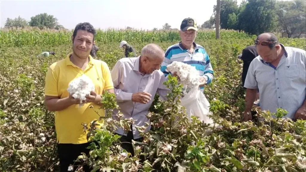 سيناء تتصدر.. نجاح زراعة القطن في الأراضي الصحراوية