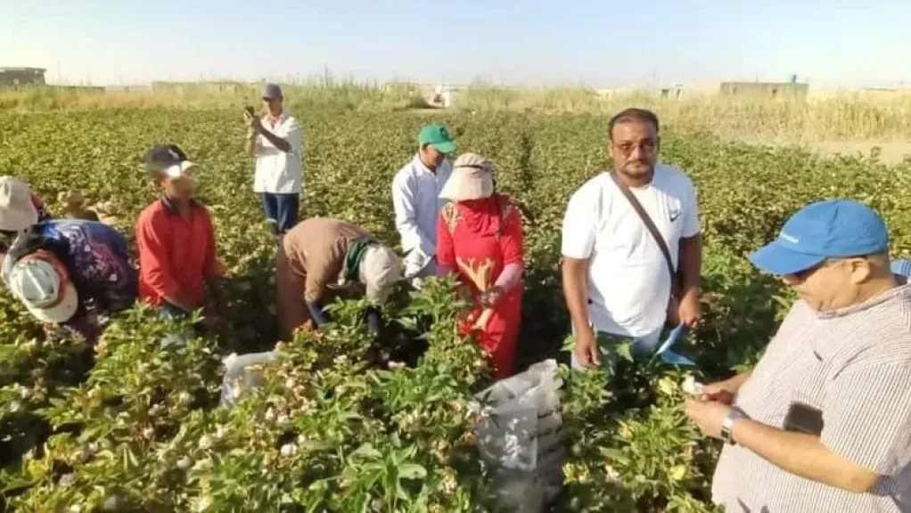 القطن المصري يحقق انتصارات جديدة على أرض الوادي الجديد