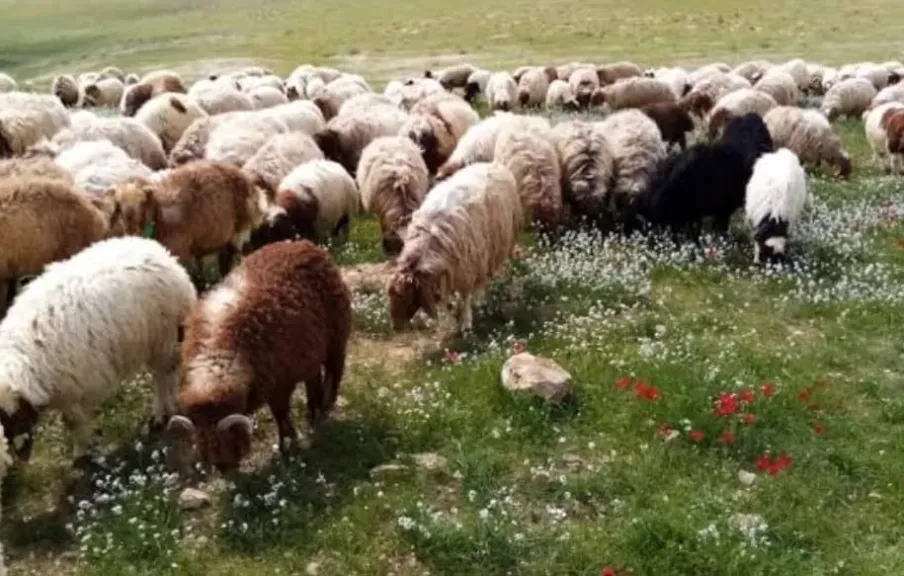 «أكساد» يدعم مصر بسلالات زراعية وحيوانية متطورة